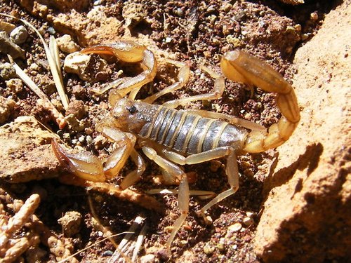 Scorpion_1-med.jpg