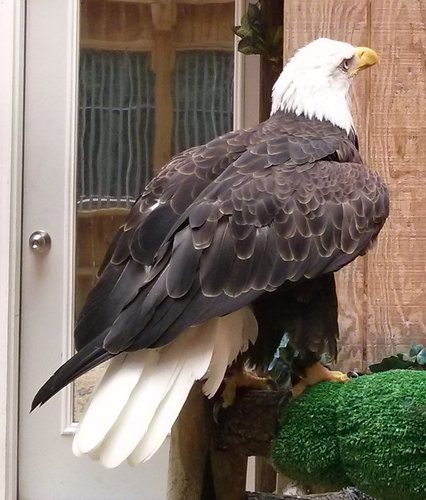 Adult bald eagle, taken at the Rocky Gap State Park aviary